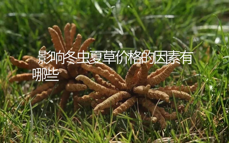 影響冬蟲夏草價(jià)格的因素有哪些？