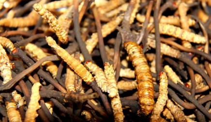 為什么鮮干草泡水味道香味淡，如何判斷冬蟲夏草是不是鮮干草？