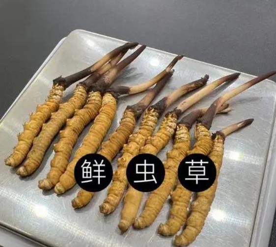 冬蟲夏草為什么鮮草比干草要好 ?