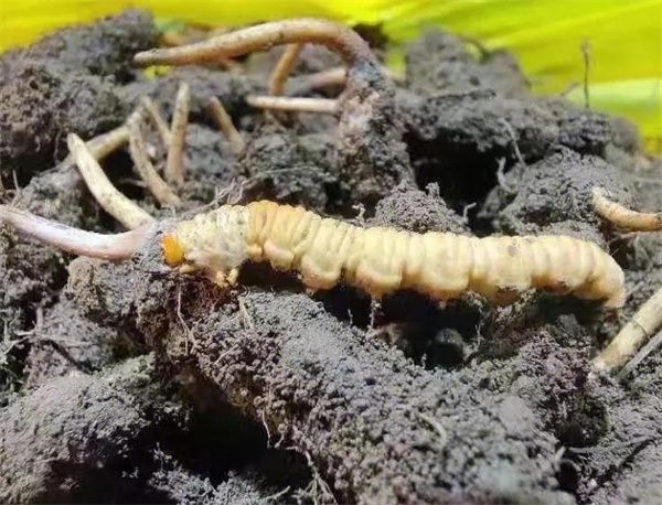 玉樹野生冬蟲夏草價格指數上線試運行