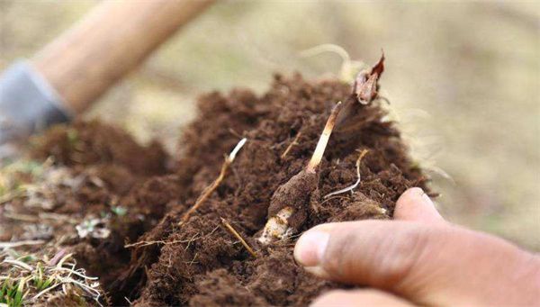 冬蟲夏草如何人工種植 種植冬蟲夏草全過程6步的概述