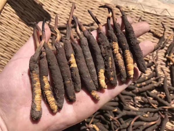 野生冬蟲夏草的作用 野生冬蟲夏草主要滋補抗炎