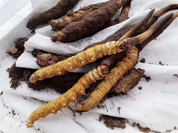 冬蟲夏草的栽培種植技術 人工種植冬蟲夏草通常在海拔3000米以上山區(qū)