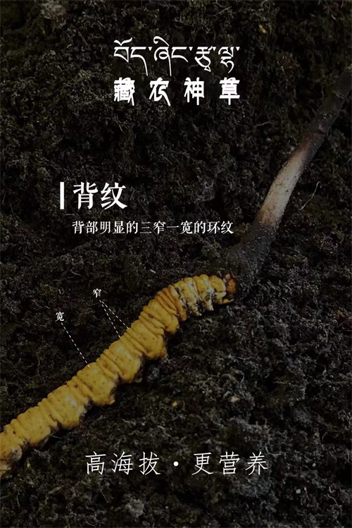 吃冬蟲(chóng)夏草不會(huì)導(dǎo)致上火 還有降火的作用