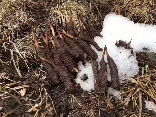 冬蟲夏草真的生長在雪山之巔嗎？揭秘其生長環(huán)境與獨特價值