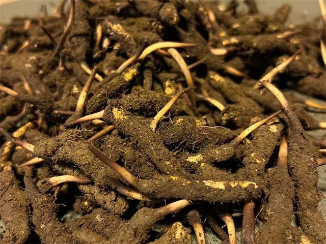 甘肅產冬蟲夏草嗎？冬蟲夏草的產地分布與特點