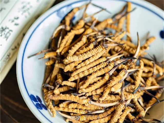 泰國有冬蟲夏草嗎？泰國冬蟲夏草的特點