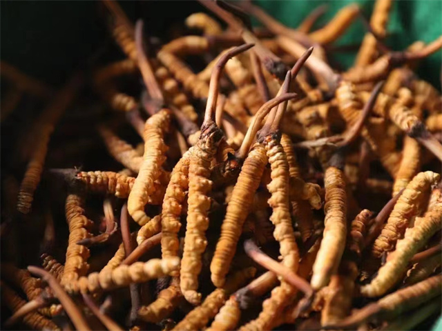 冬蟲(chóng)夏草煮水什么顏色?冬蟲(chóng)夏草煮水后呈現(xiàn)出淡黃色或淡綠色